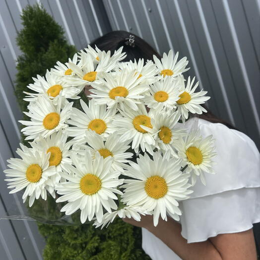Ромашка крупная полевая 😘