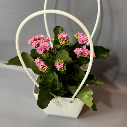 Каландива pink