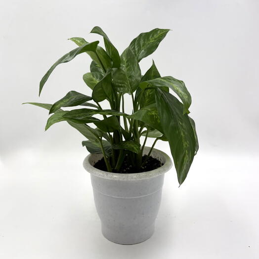 Диффенбахия (Dieffenbachia) в пластиковом горшке