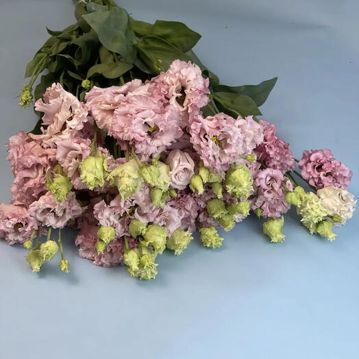 Пачка Лизиантус Алиса розовый, 10 шт