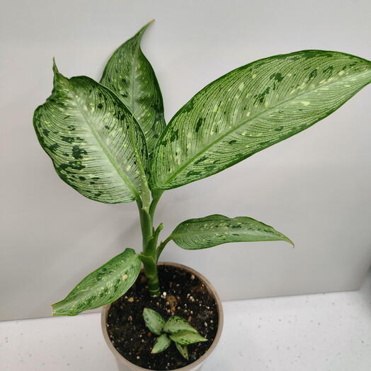 Диффенбахия Сноу (Dieffenbachia Snow)