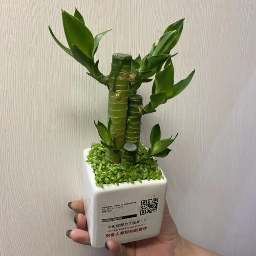 Бамбук лаки в китайской керамике