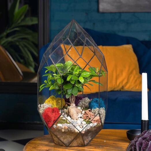 Bonsai, Ficus