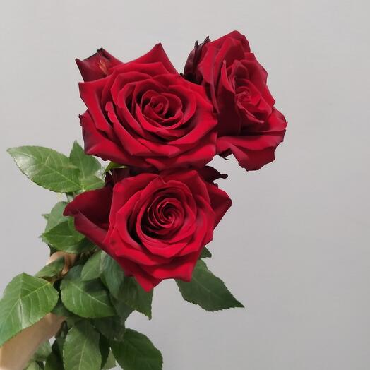 Red Roses Ecuador explorer