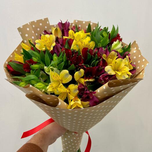 Alstroemeria multicolor
