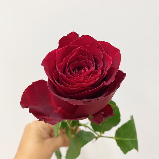 Rosa Burdeos 60 cm