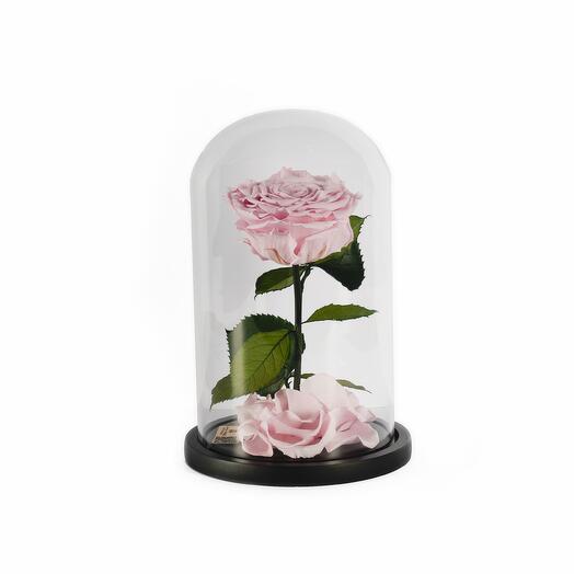 Light Pink Preserved Roses in a Glass Dome Single