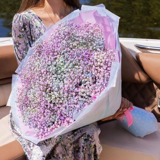 Gypsophila rainbow