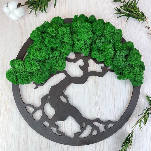 40 см Горная Сосна зелёная