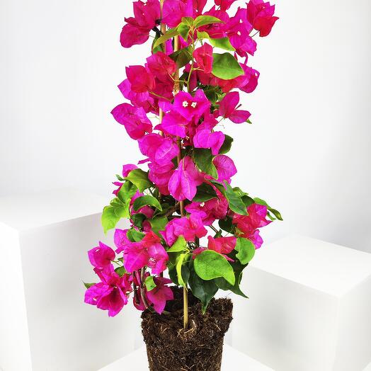 Bougainvillea