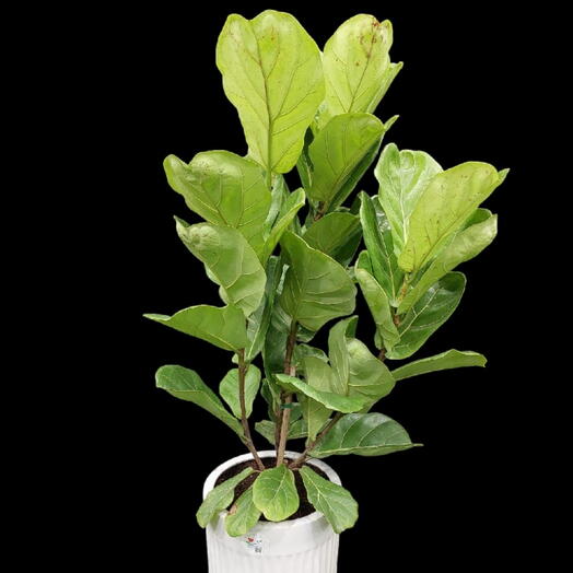 Fiddle leaf Indoor plant