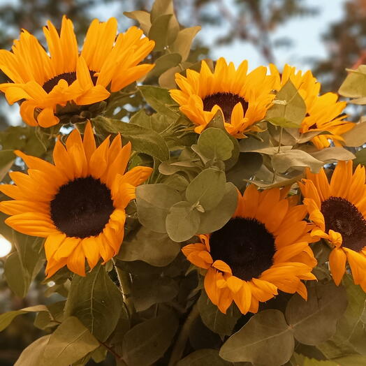 Sunflowers