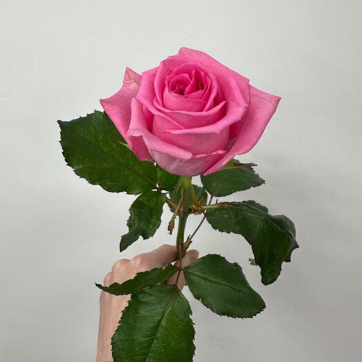 Rosa VIP 50 cm
