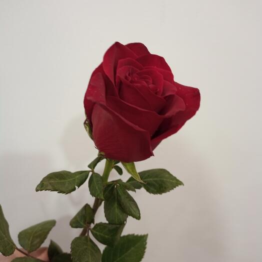 Роза красная Эксплорер Эквадор 60 см