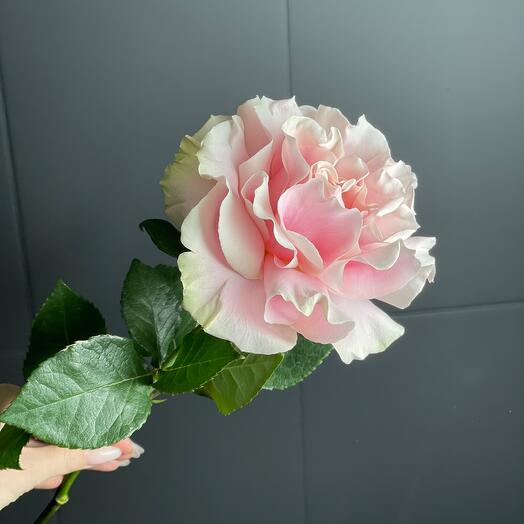 Rosa francesa