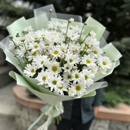 Хризантема ромашка