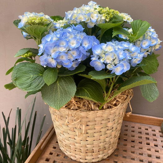Hortensia en canasta