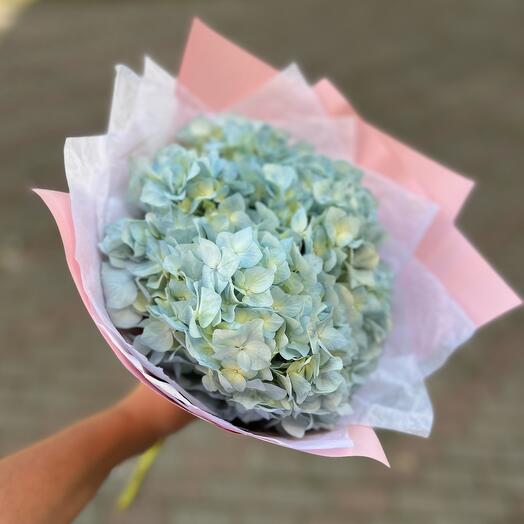 Нежная гортензия