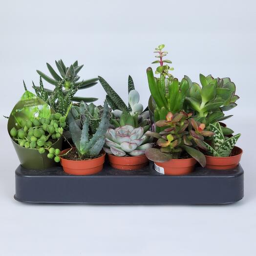 Набор суккулентов живых из 20 штук, D-5