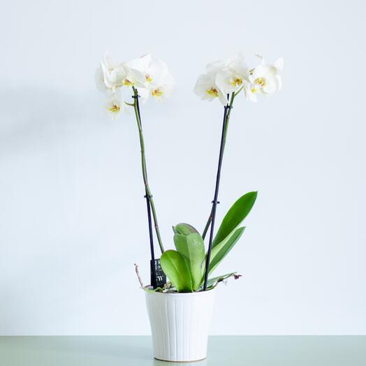 White phalaenopsis orchid