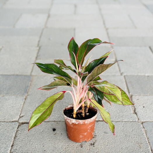 Aglaonema Siam Aurora (Chinese Evergreen)