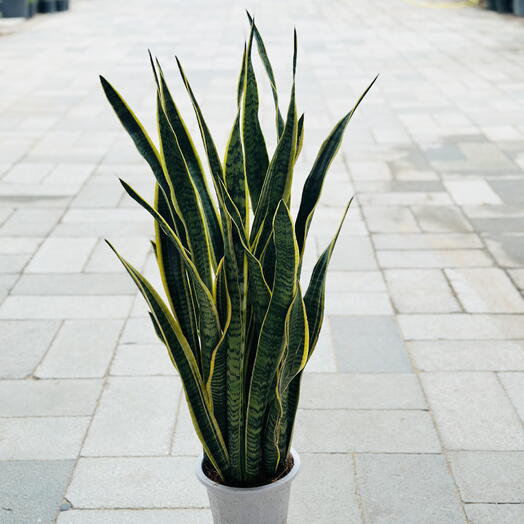 Sansevieria Trifasciata