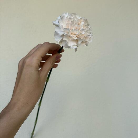 Carnation (Dianthus)