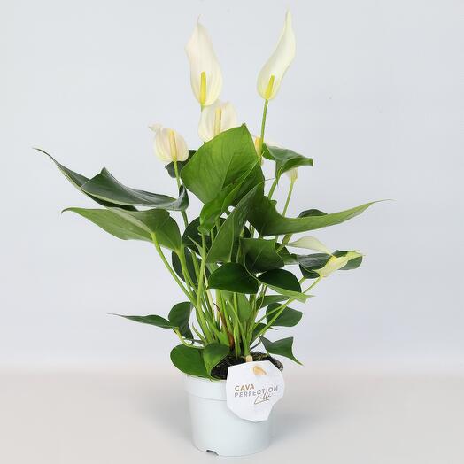 Антуриум Лили белый D-9