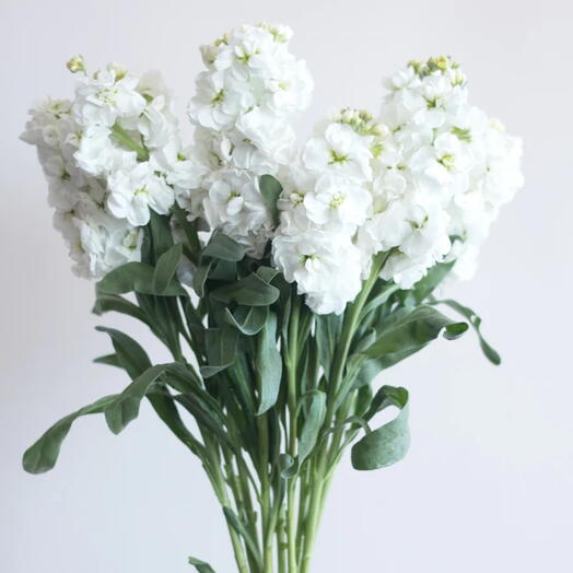 La Fete Fragrant Elegance: 11 Mathiola Bouquet