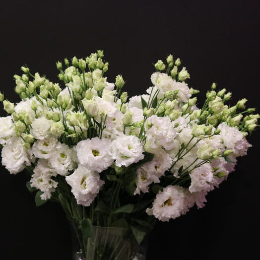 Lisianthus "Alissa Pure White" 15 pc