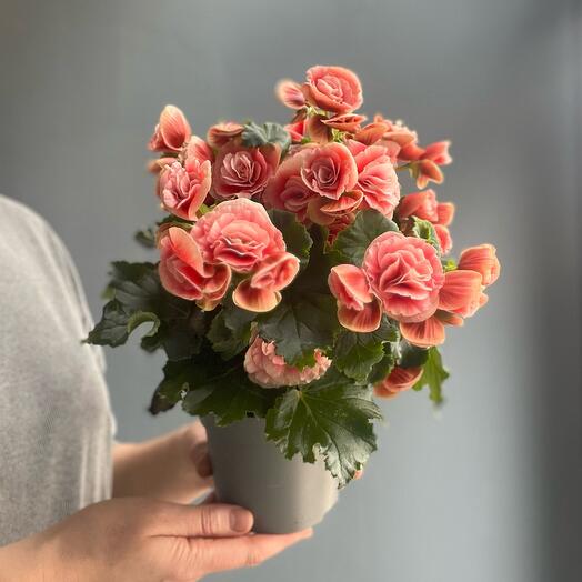 Комнатное растение бегония