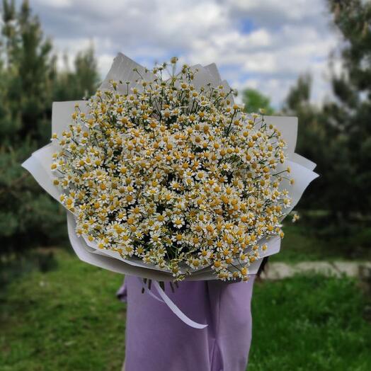 Матрикария