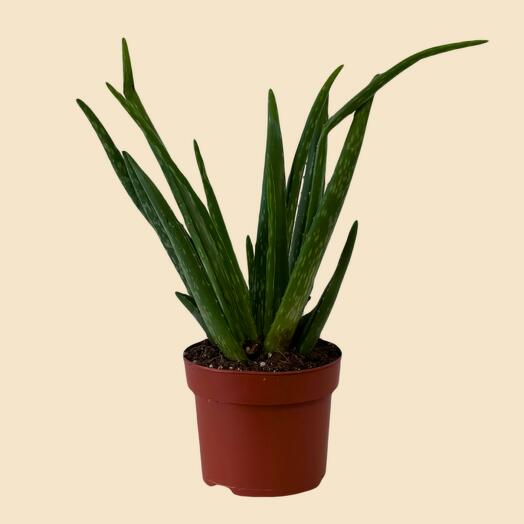 Art Flowers комнатное растение Алоэ 40 см