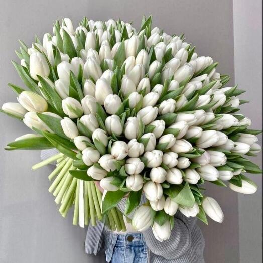 Тюльпаны классические