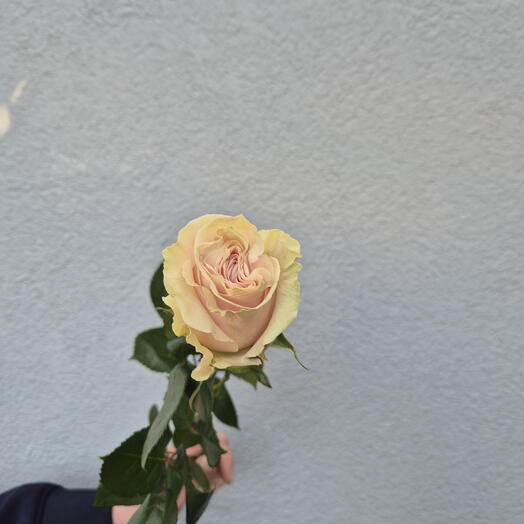 Pink Mondial rózsák - Válasszon a 9 darab közül