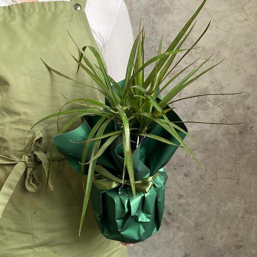 ️🌿 Драцена Маргината S