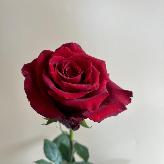 Красная Роза