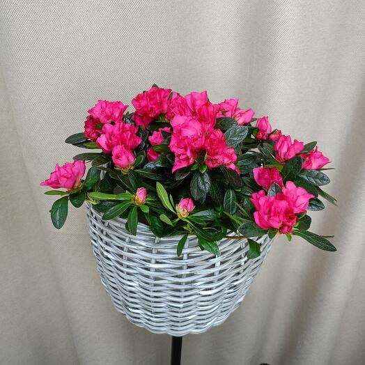 Азалия в кашпо