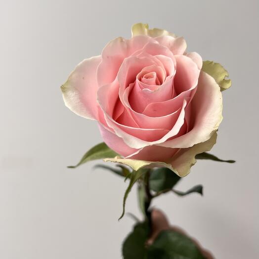 Абсолют в розовой розе