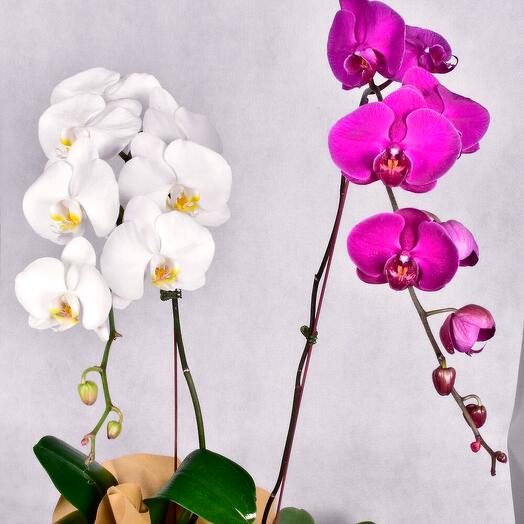 White and Purple Orchids
