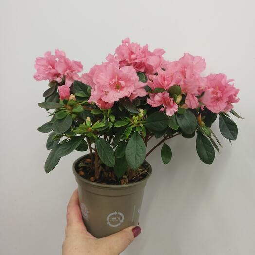 Азалия  нежная