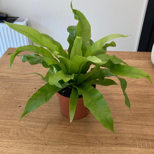 Asplenium antiquum japanese bird s nest fern beton saksı ile birlikte
