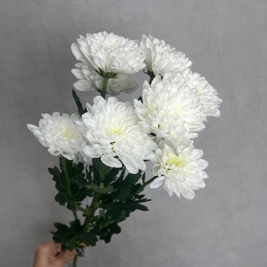 ❗️МЕГА АКЦИЯ❗️ Хризантема кустовая белая