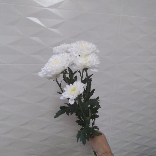 Хризантема кустовая белач