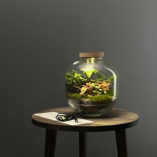 Флорариум с подсветкой «Мейса»