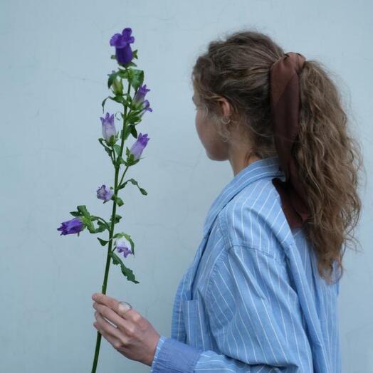 Колокольчик с ароматом мёда