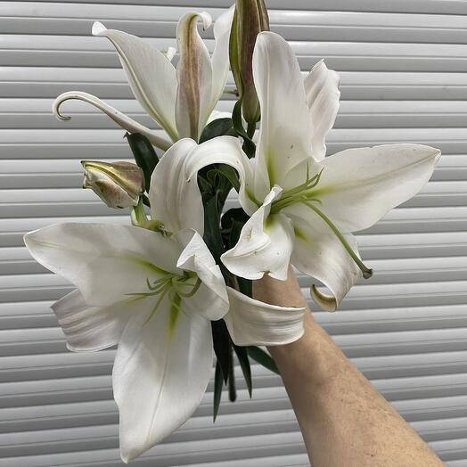 Белоснежная Лилия- королева цветов