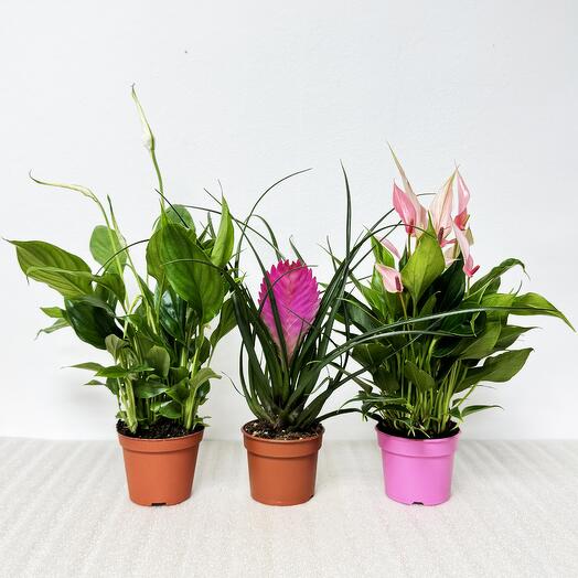 Набор - 3 растения: Спатифиллум, Тилландсия Анита и Антуриум Лили Розовый, высота 30см