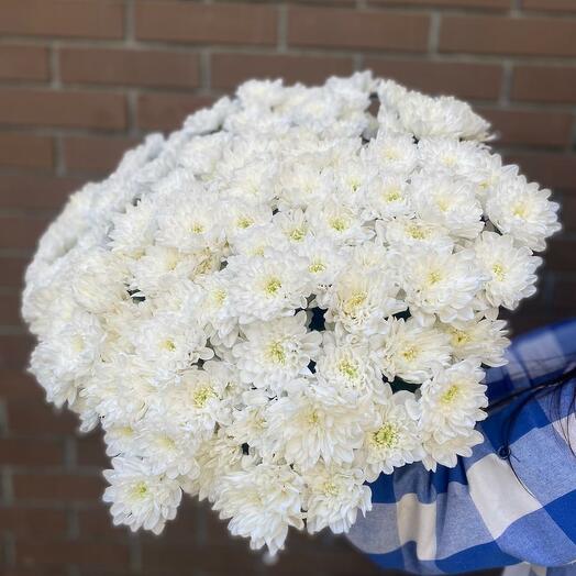 Монобукет из 25 белых кустовых хризантем