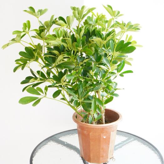 Шеффлера